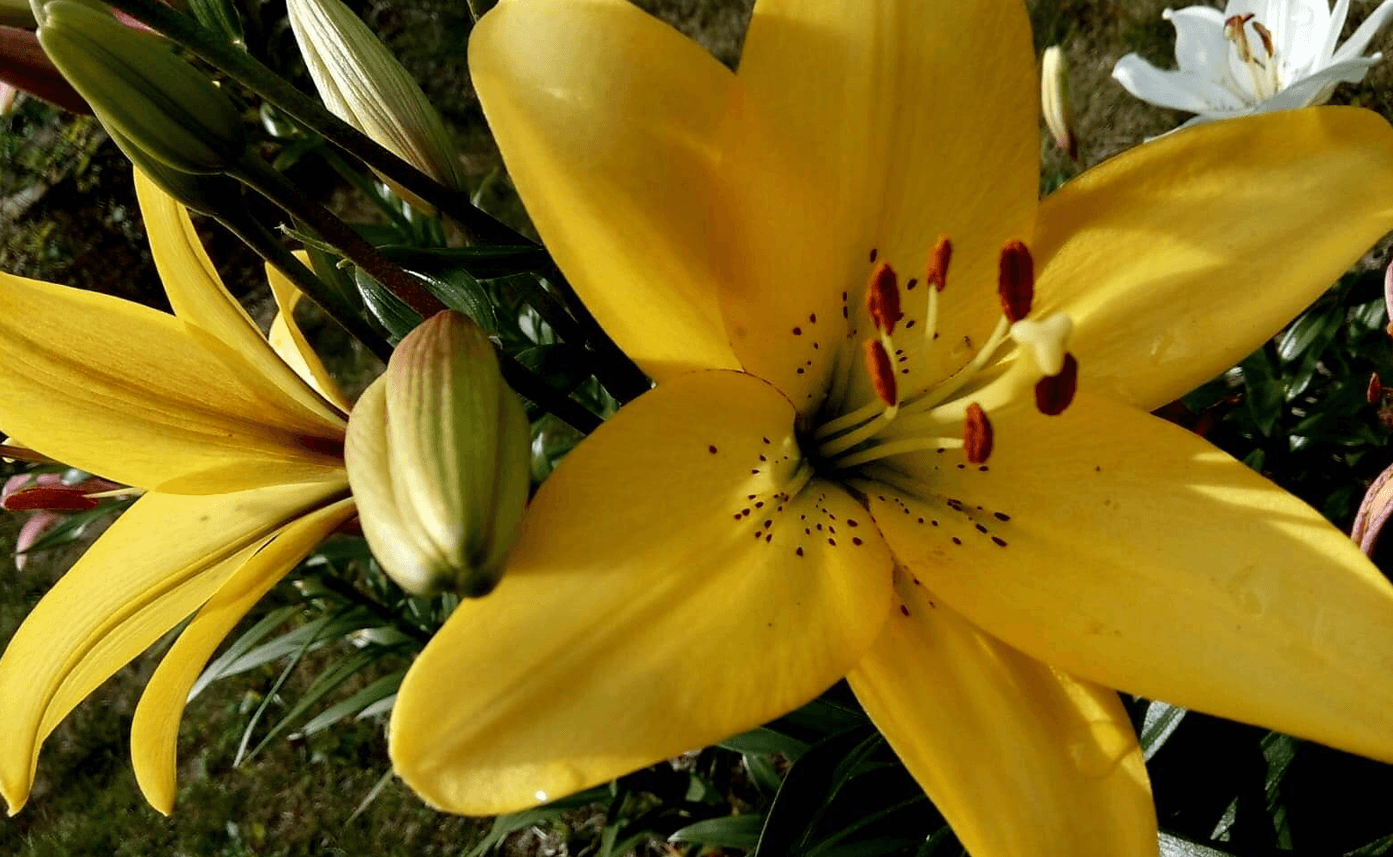 Як доглядати за ліліями у липні: поради та народні методи