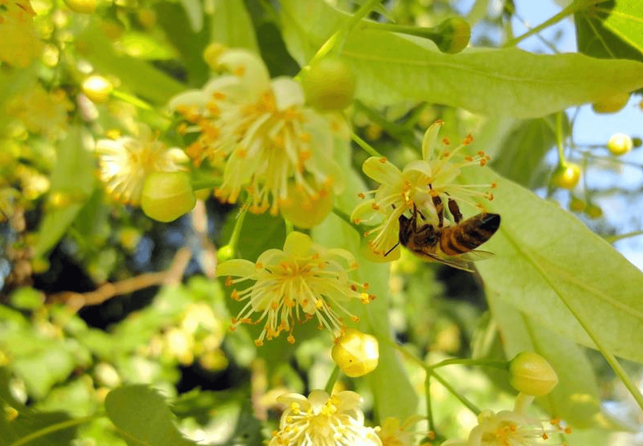 значно відрізняється від інших видів меду. На відміну від квіткового в його складі більше 40% пилку, який має безліч корисних властивостей. Збирають липовий мед у липні-серпні, а до зими він уже зацукрується. Склад липового меду У цьому виді меду присутні глюкоза, фруктоза, органічні та неорганічні кислоти, вітаміни А, Е, К, В, аскорбінова кислота, яблучна, лимонна та молочні кислоти, багато рослинних компонентів. Увага! Ще більше статей про мед на каналі Про мед та бджільництво У 100 г липового меду близько 330 ккал. Користь липового меду 1. Липовий мед вважається найкращим засобом проти простудних захворювань, оскільки він: допомагає понизити температуру; вбиває хвороботворні бактерії; допомагає виводити слиз з легень; знижує подразнення слизової оболонки горла; має легкий знеболюючий ефект; полегшує кашель. 2. Вживання липового меду благотворно впливає на серцево-судинну систему, нормалізує тиск, зміцнює серцевий м'яз та стінки судин, покращує склад крові. 3. Липовий мед допомагає нашій нервовій системі. Його вживання: знижує ризик розвитку депресії; допомагає організму справлятися зі стресом; покращує якість сну; знижує тривожність; знижує ризик розвитку нервових розладів. 4. Вживання липового меду покращує роботу шлунка, допомагає йому впоратися з гастритом та іншими запальними процесами. 5. Липовий мед нормалізує роботу нирок, печінки та жовчного міхура. 6. Вживання липового меду підвищує імунітет і знижує ризик розвитку багатьох вірусних, простудних захворювань, виявляє на наш організм загальнозміцнюючий та тонізуючий ефект. 7. Липовий мед робить на наш організм антисептичний та протимікробний вплив. 8. Липовий мед активно використовують у косметології, оскільки він: покращує здоров'я шкіри; бореться із запаленнями на шкірі, у тому числі вугровим висипом; допомагає впоратися із целюлітом; розгладжує дрібні зморшки; зміцнює волосся та нігті; надає волоссю блиск і перешкоджає їх випаданню. Протипоказання Не рекомендується вживати медичним людям, які страждають: алергією; хронічними захворюваннями серцево-судинної системи; діабетом; порушенням зсідання крові. Також лікарі не рекомендують давати липовий мед дітям віком до 4 років. Як є липовий мед Рекомендована добова норма для дорослої людини – трохи більше 50 грам. Липовий мед можна їсти ложкою, додавати в чай, молоко, каву, головне щоб температура напою не перевищувала 40 градусів, тоді мед не втратить свої корисні властивості.