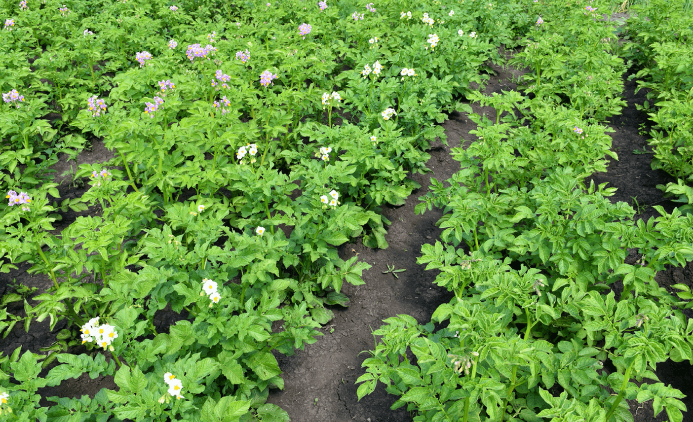 Фінальне підживлення Картоплі для формування великих бульб