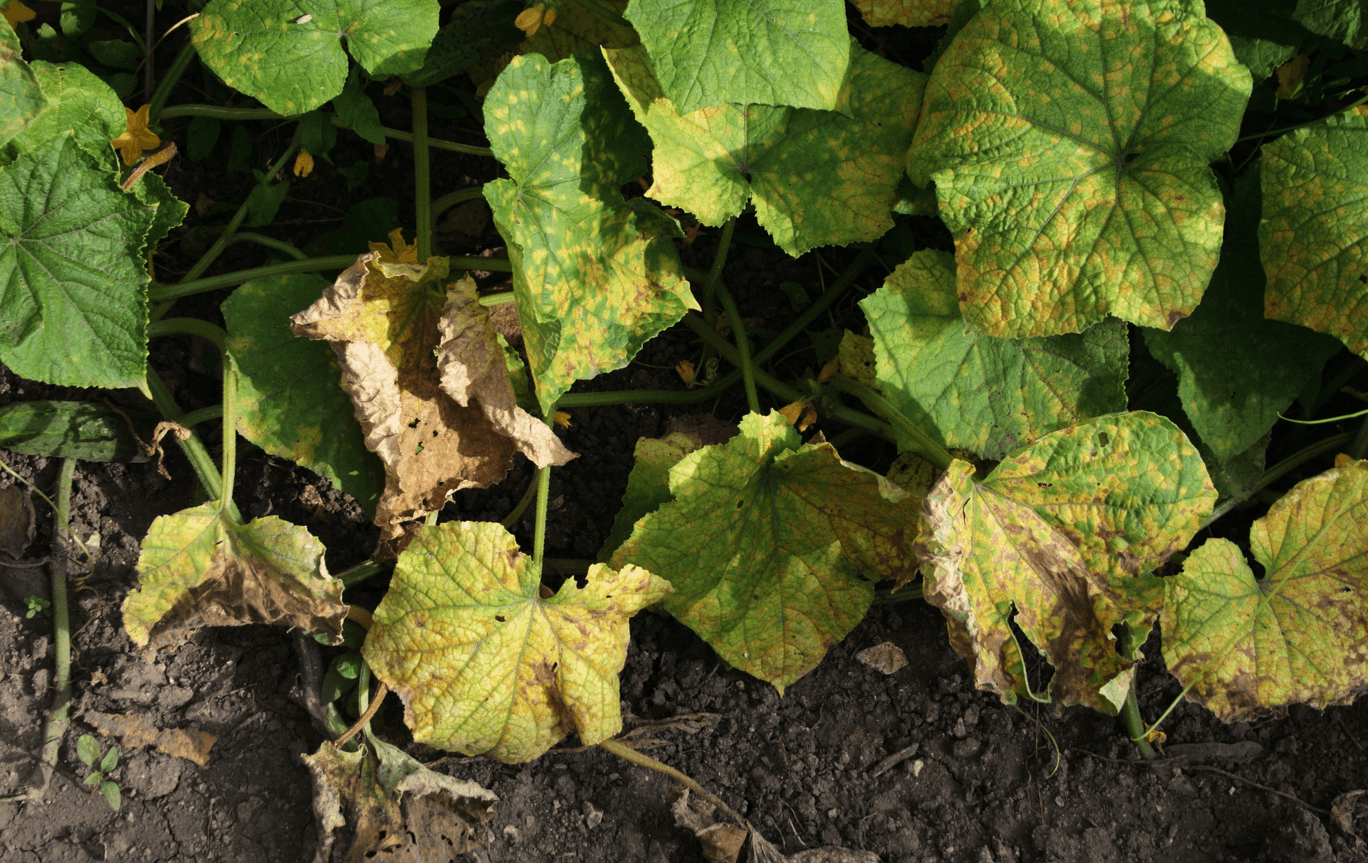 В'яне листя на огірках: 3 причини