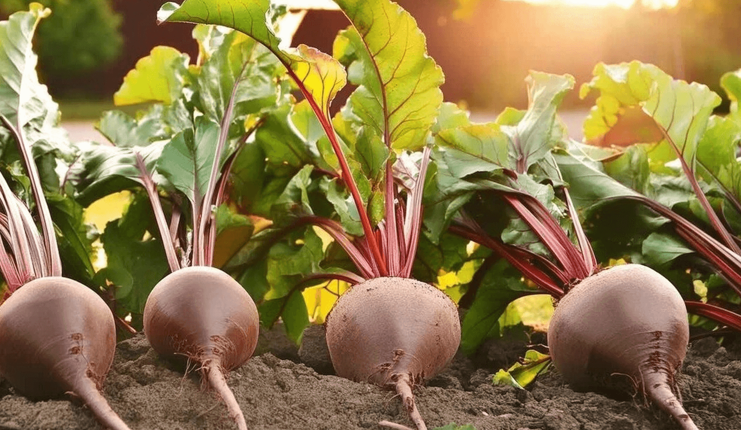 Як підживити буряки в липні, щоб коренеплоди були солодкі й соковиті