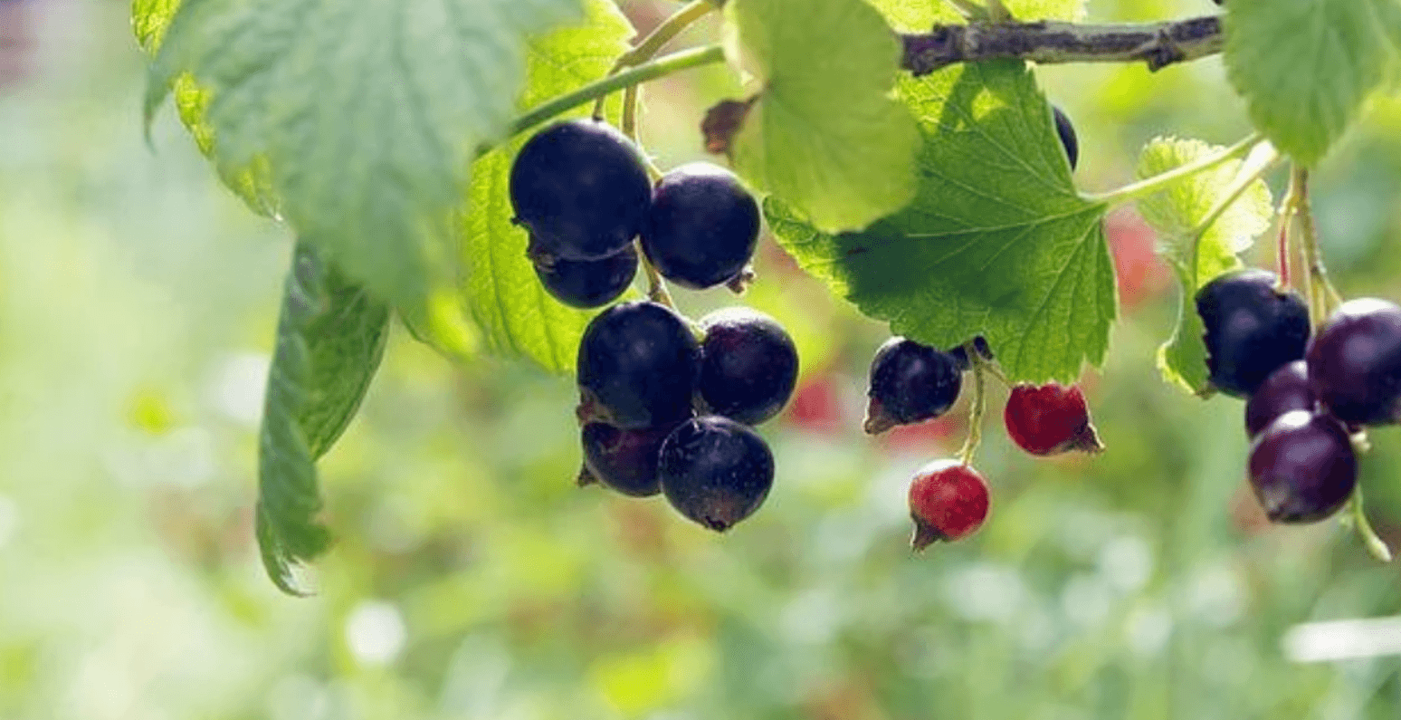 Чим підживлювати смородину навесні, влітку та восени