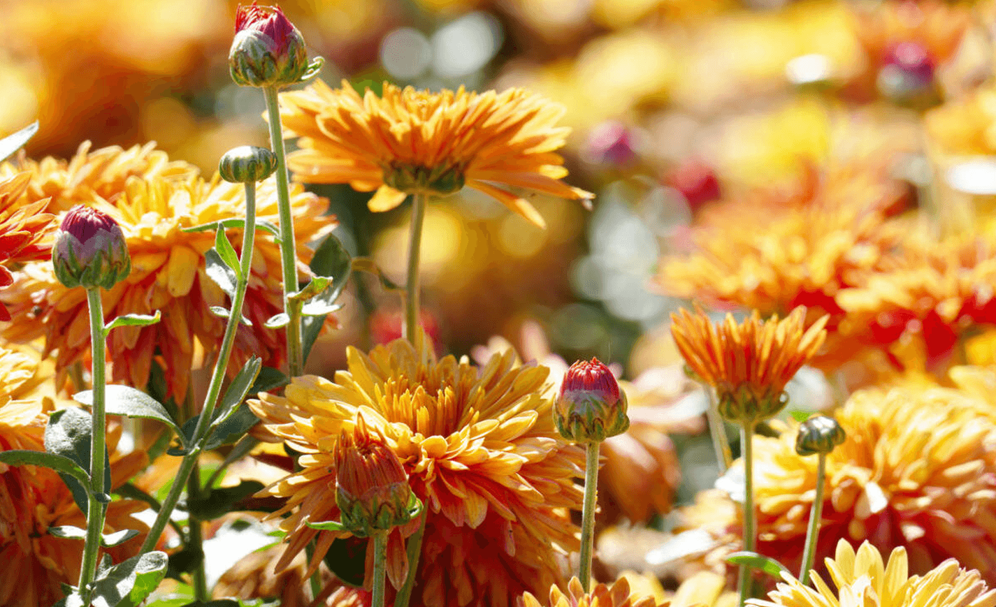 Як доглядати за хризантемами восени і взимку: усе про підживлення та зберігання