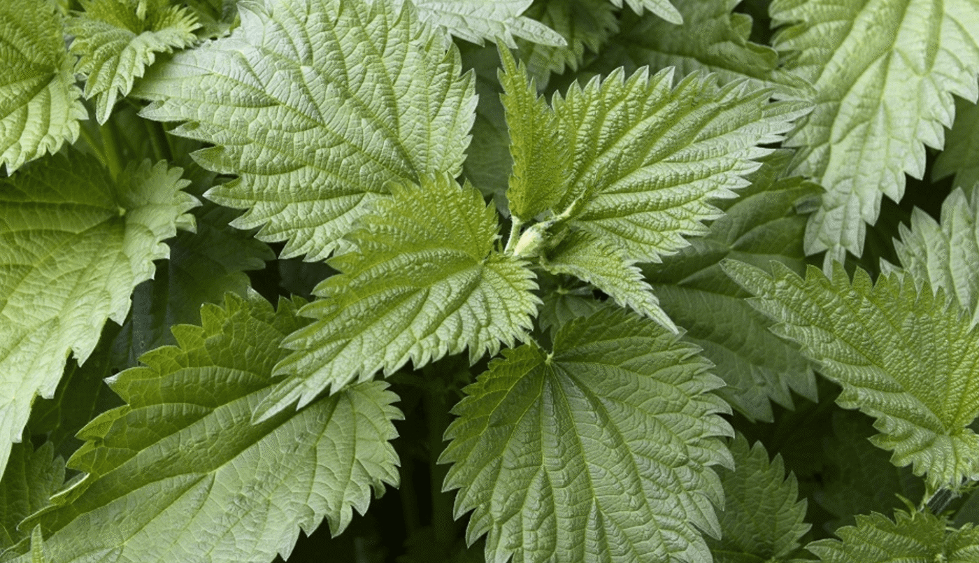 Кропива в народній медицині: як допомагає і коли може зашкодити