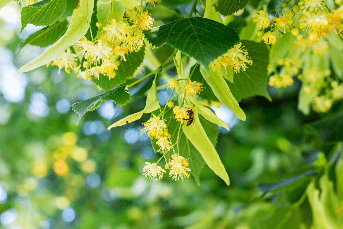 Настоянка на липовому цвіті. Простий рецепт у домашніх умовах.