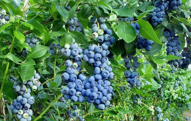 Користь лохини для здоров’я: чому її варто додати у щоденний раціон