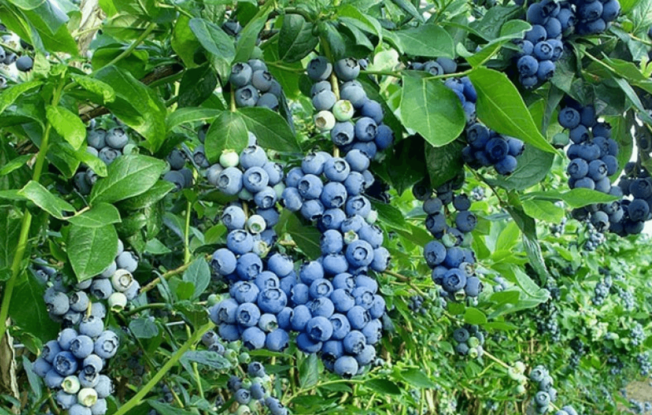 Користь лохини для здоров’я: чому її варто додати у щоденний раціон