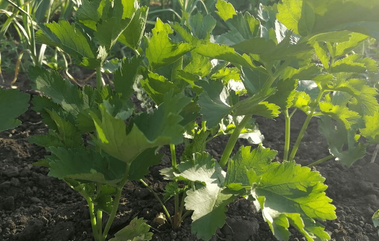 Як виростити один із найсмачніших коренеплодів - пастернак