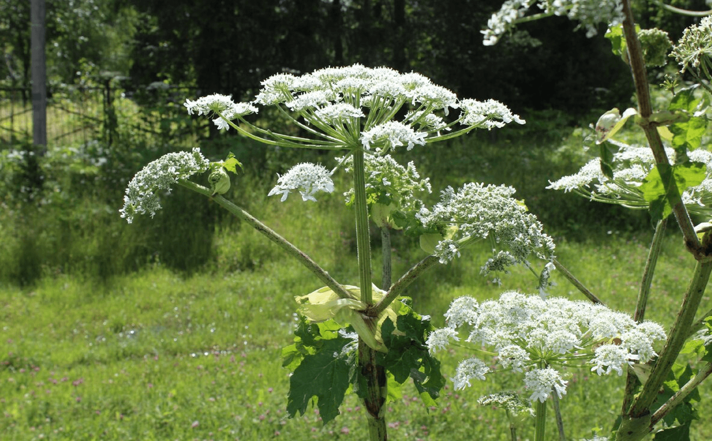 Борщовик Сосновського: як розпізнати, чим небезпечний і як позбутися