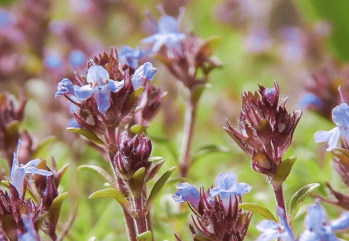 Чебрець: пахне степом, лікує душу і заспокоює шлунок