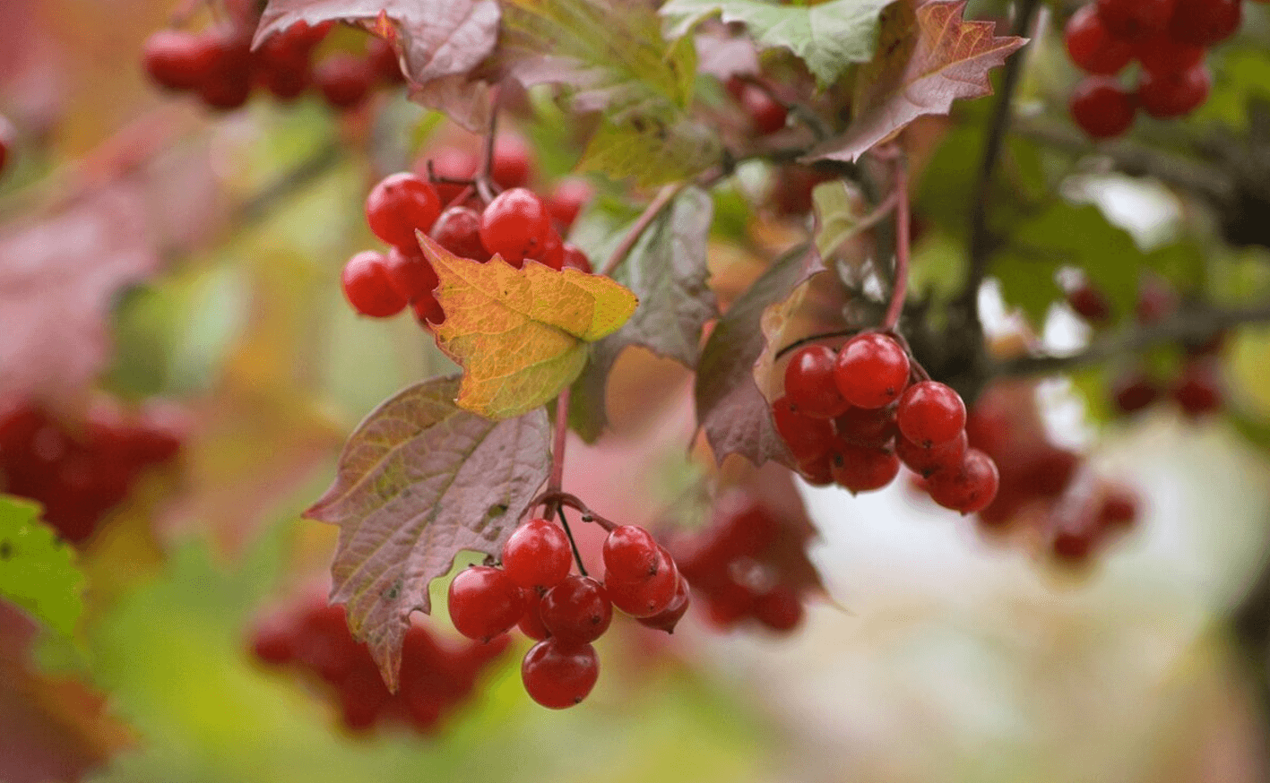 Яка користь калини для здоров’я: лікувальні властивості та застосування