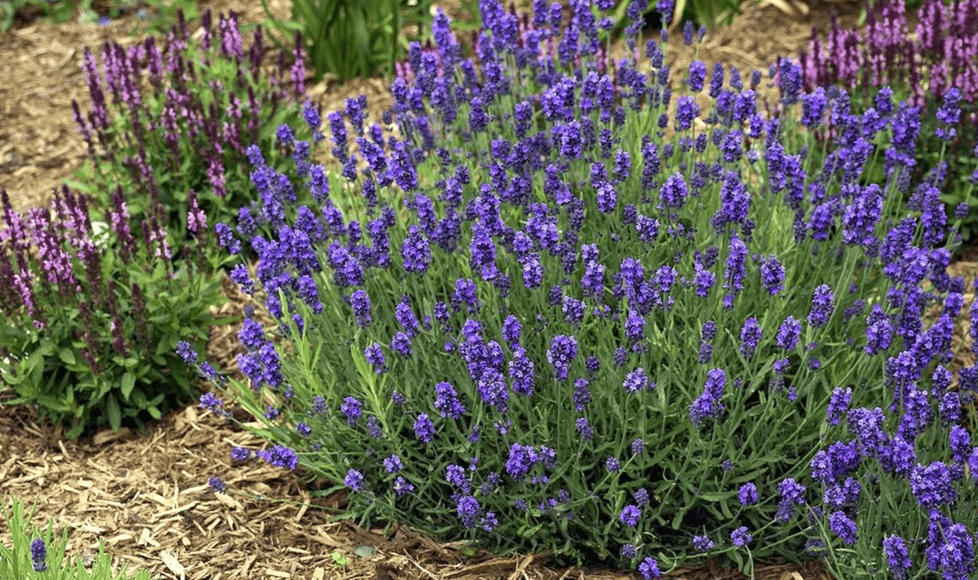 Лаванда в народній медицині: що лікує і як застосовувати