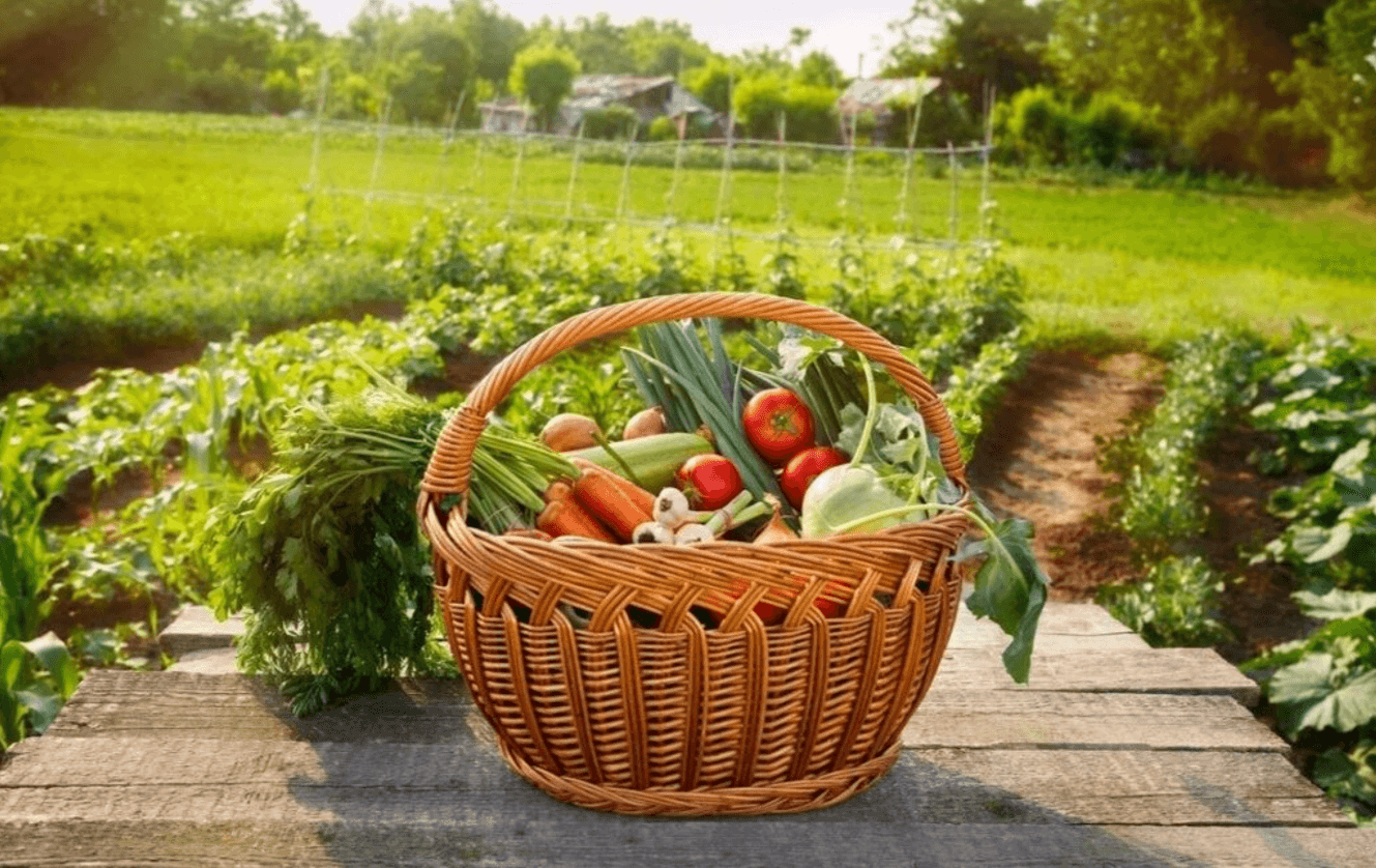 Липневі прикмети про погоду та врожай: що кажуть старі люди