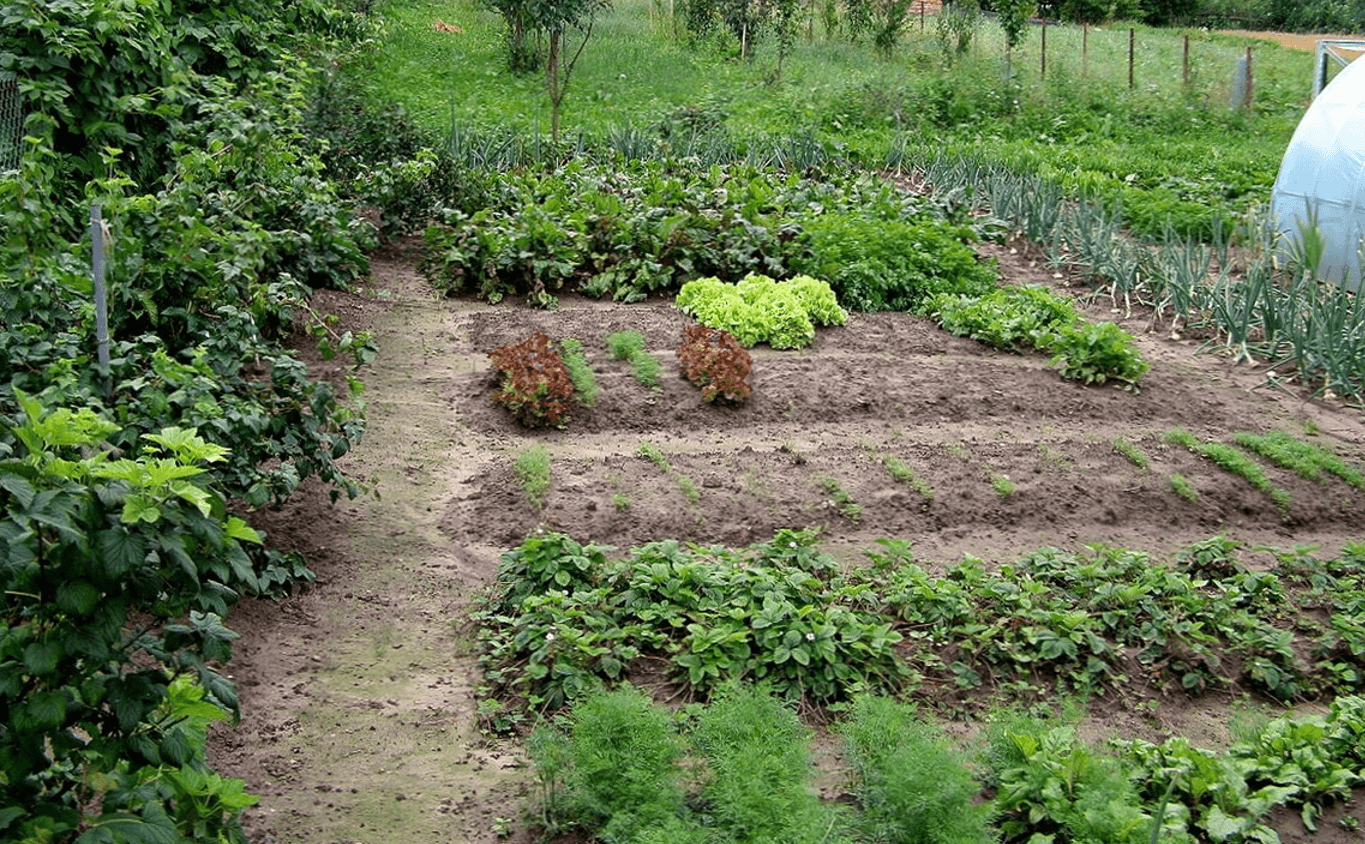 Липневі прикмети про погоду та врожай: що кажуть старі люди