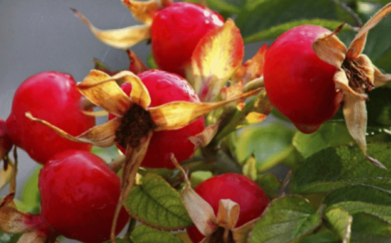 Лікарі мовчать, а народ використовує століттями: вся правда про шипшину