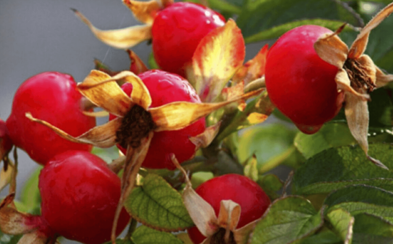 Лікарі мовчать, а народ використовує століттями: вся правда про шипшину