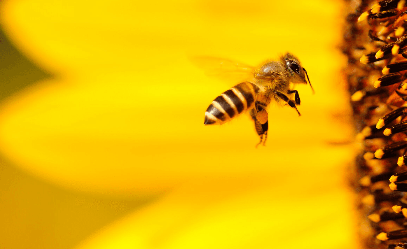 Народний метод чи аптека? Як правильно діяти після укусу бджоли