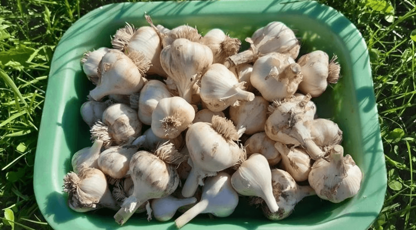 Зібрали часник у липні? Настав час готувати ґрунт до нового врожаю!