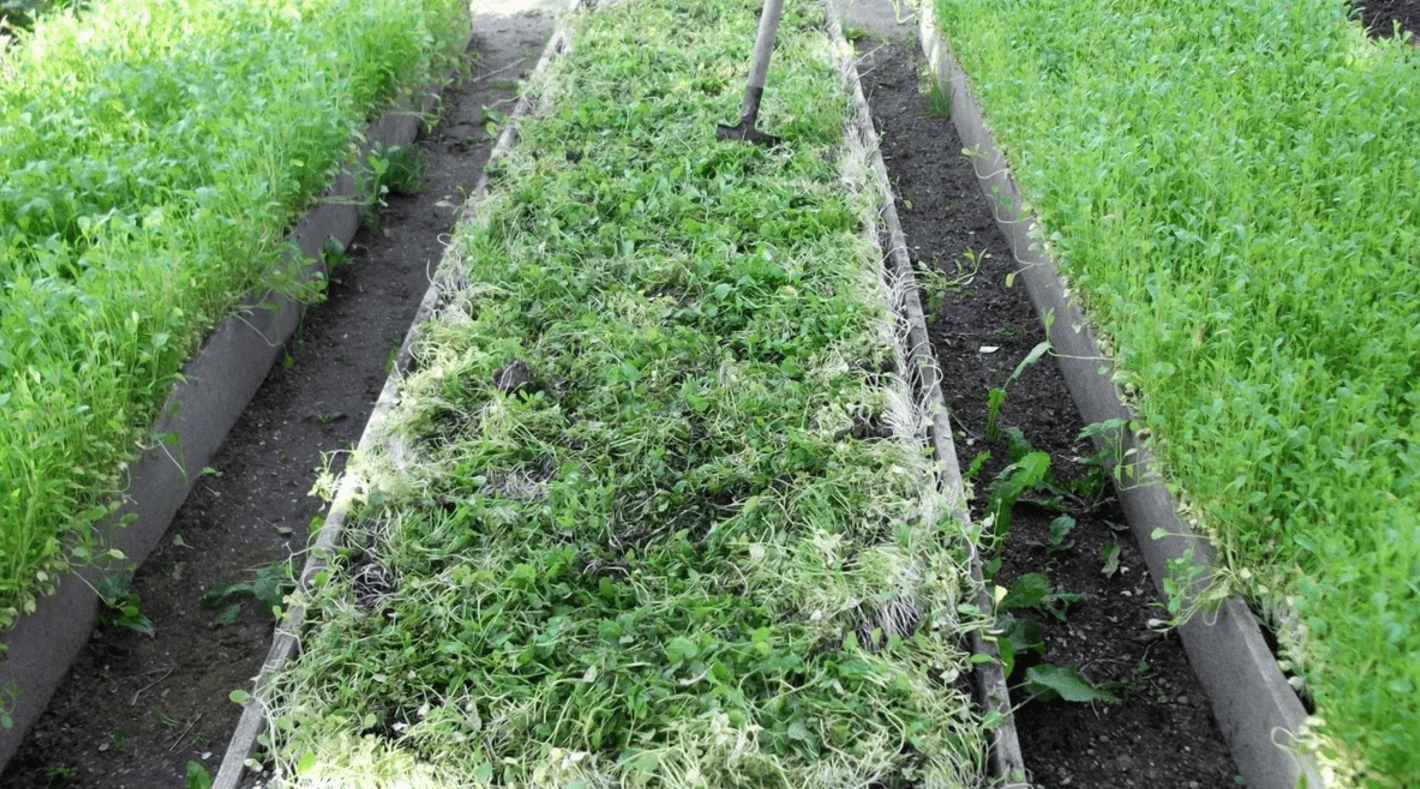 Потрібно встигнути до початку серпня! 7 дій з грядками після цибулі та часнику, щоб підвищити родючість ґрунту