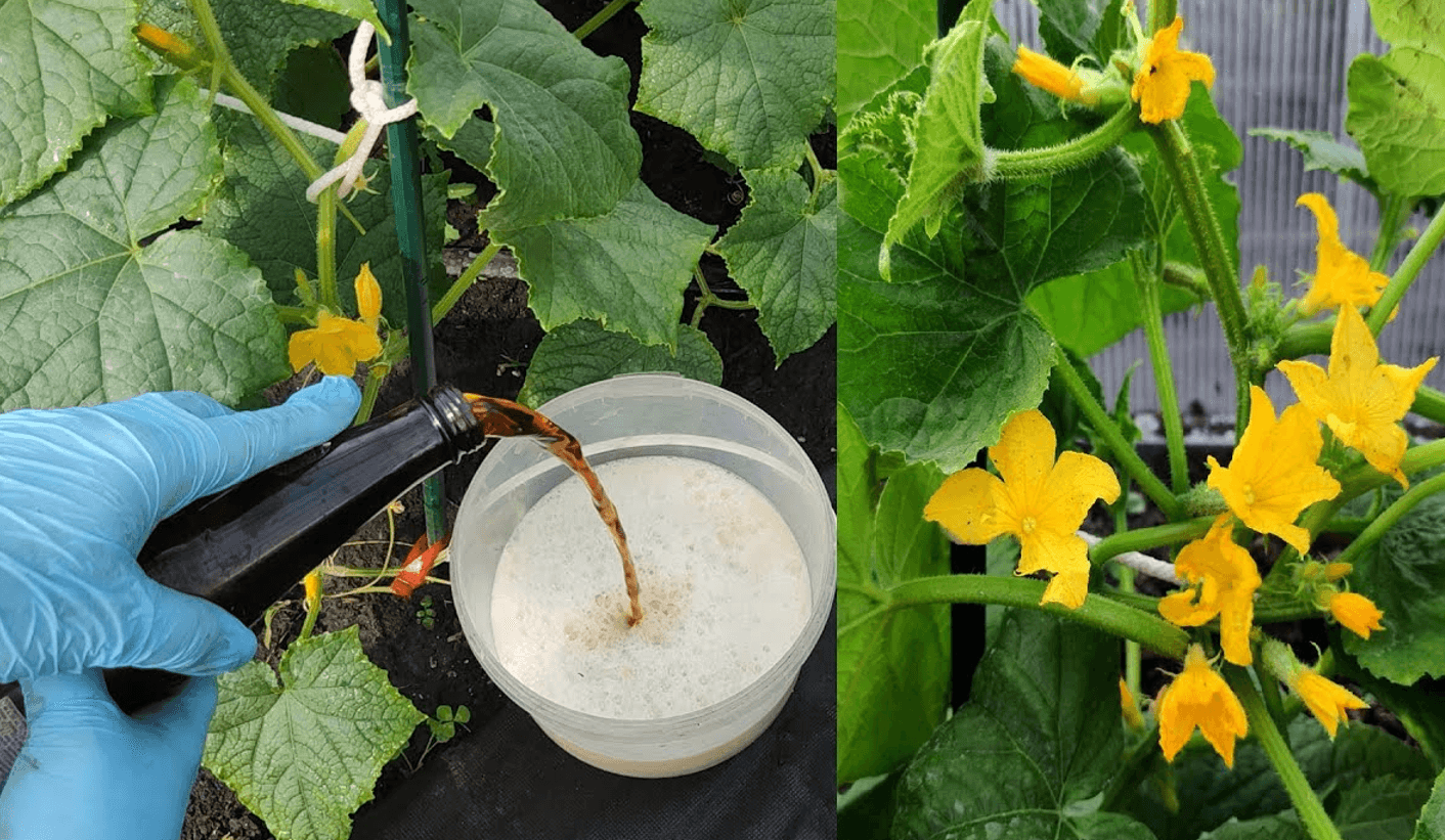 1 літр під огірки, помідори чи перець і плодоносять, як шалені! Натуральне підживлення