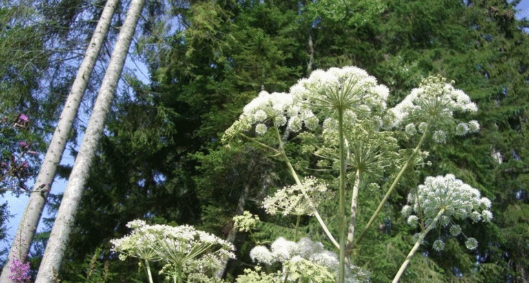 5 секунд контакту і опіки на все літо: тривожна правда про борщівник