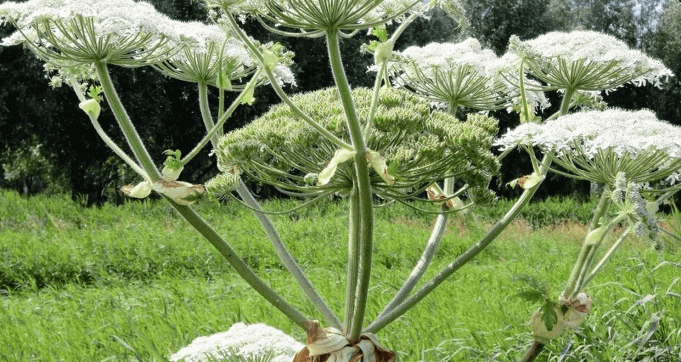 5 секунд контакту і опіки на все літо: тривожна правда про борщівник