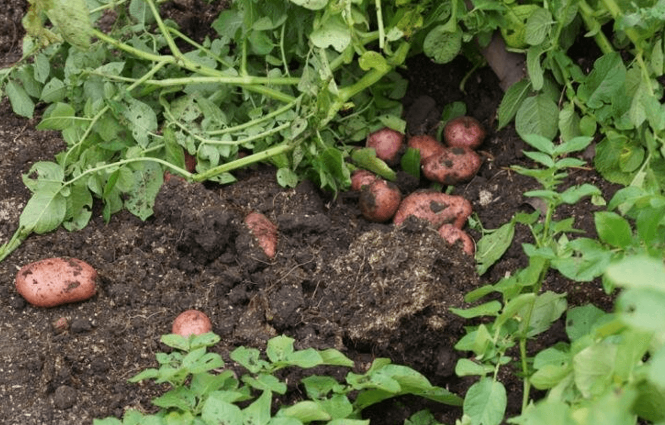 Секрети досвідчених дачників: що обов’язково зробити на грядках у серпні