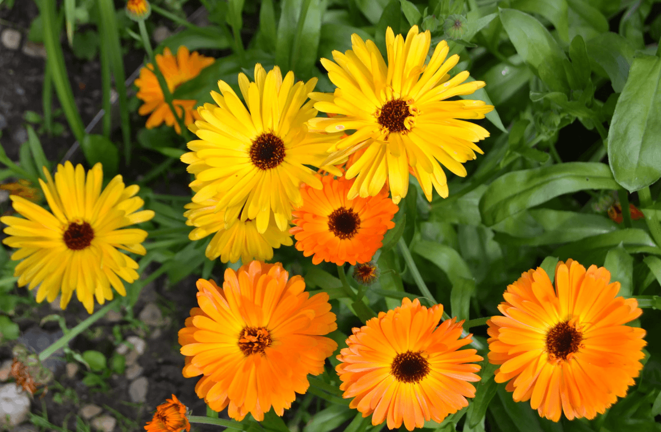 Календула: Золота квітка здоров'я