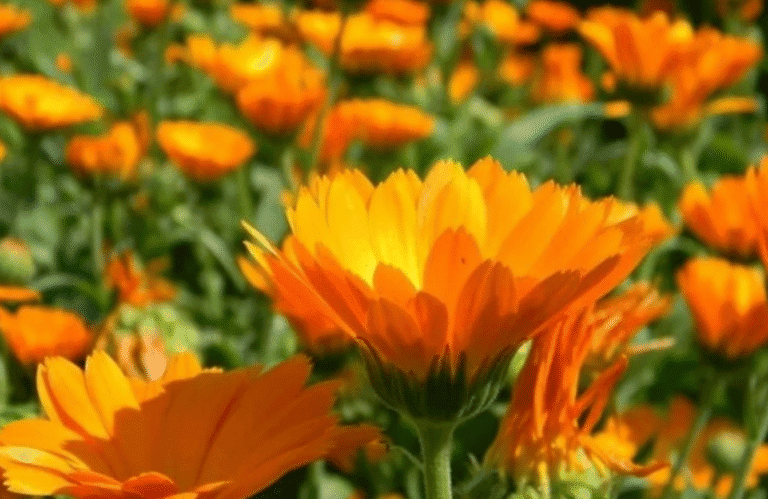 Жовта квітка, яка рятує життя: відкрийте для себе силу календули!