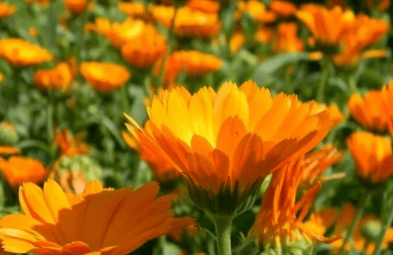 Жовта квітка, яка рятує життя: відкрийте для себе силу календули!