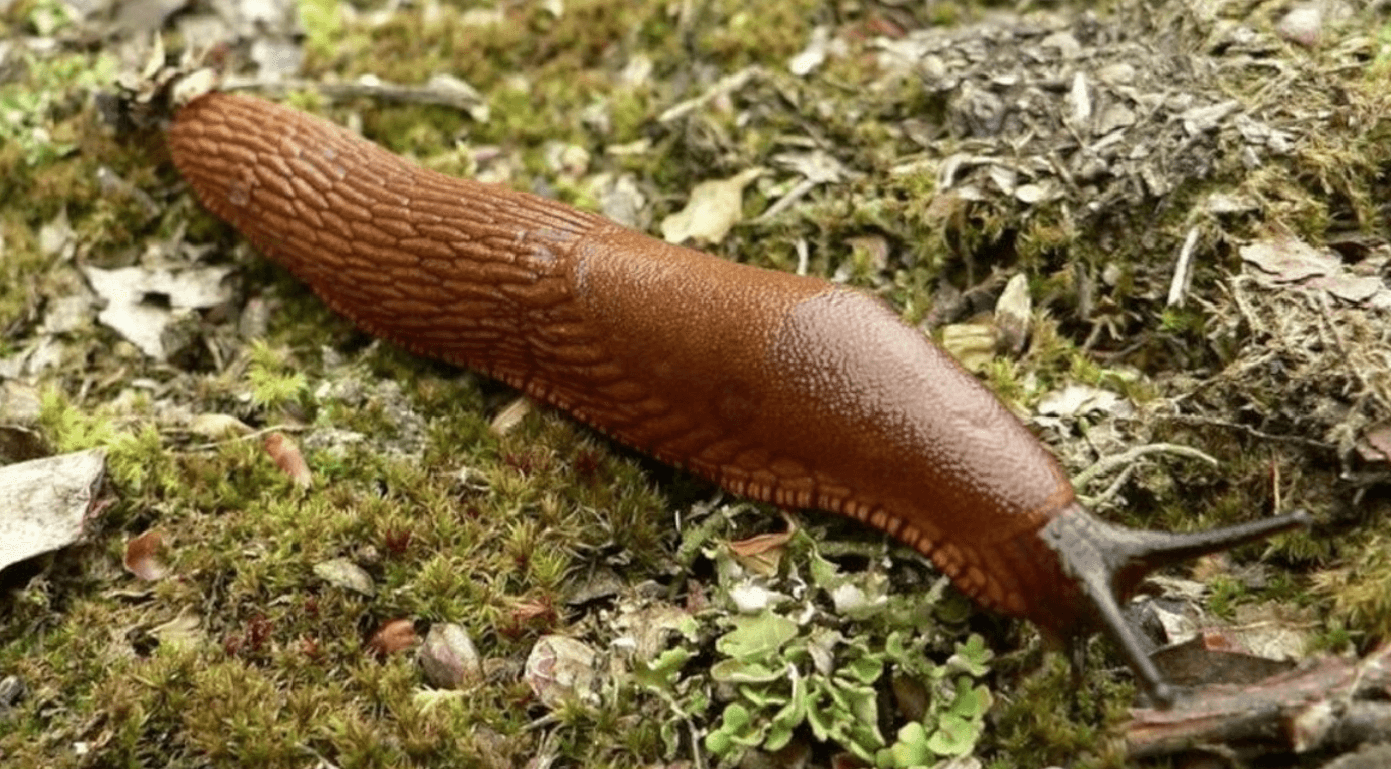 Як позбутися слимаків та равликів на городі: повний гайд для дачників