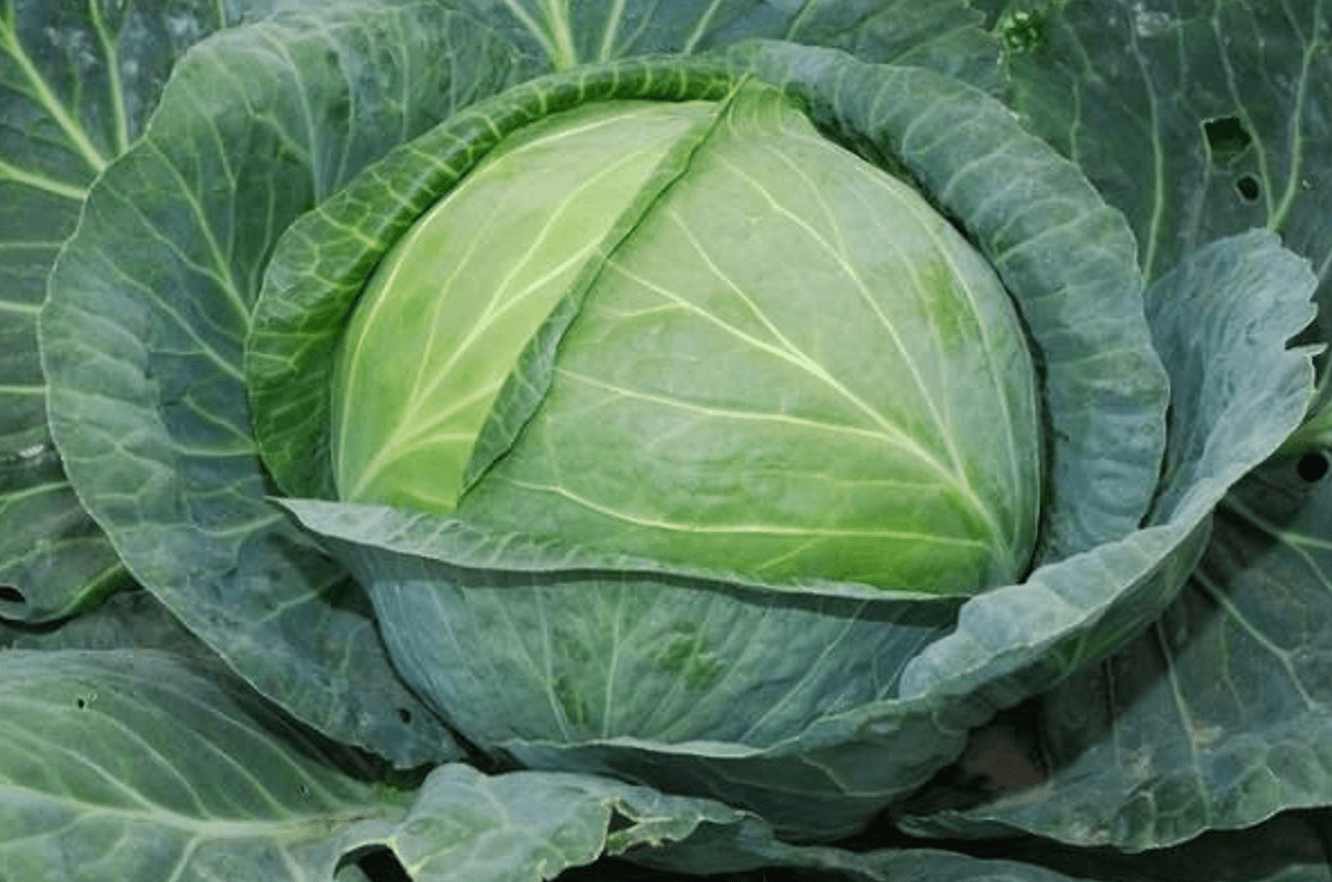 Валеріана проти шкідників: природний щит для вашої капусти