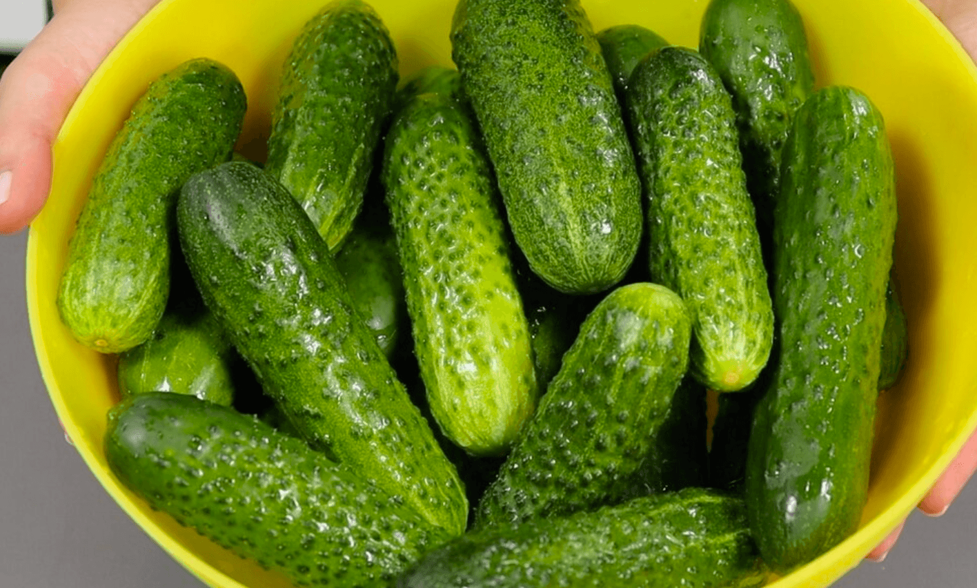 Секрети хрустких огірків для засолювання на зиму: які взяти сорти, спеції, як зробити розсіл