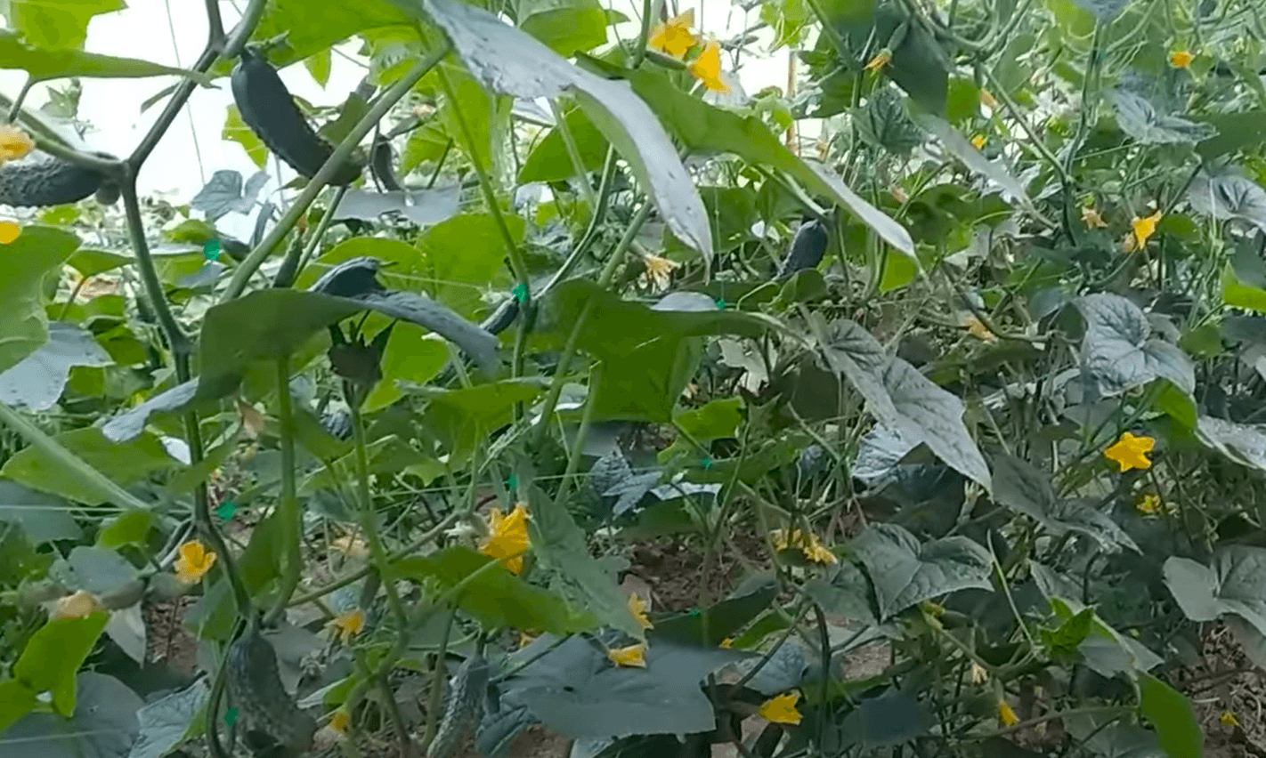 Як підживити огірки у серпні, щоб плодоносили до осені? Простий і натуральний спосіб