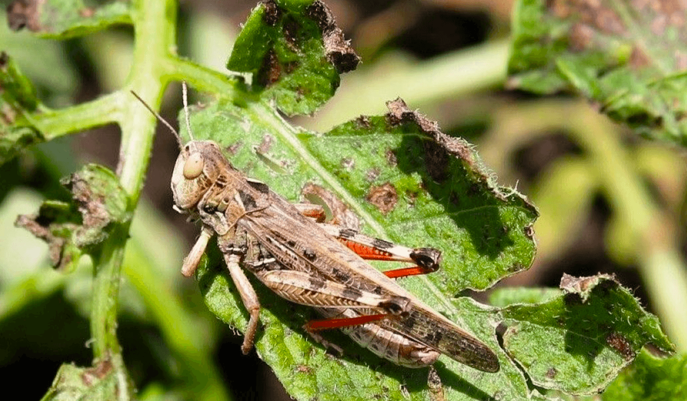 Саранча атакує: як уберегти свій город і врятувати врожай!