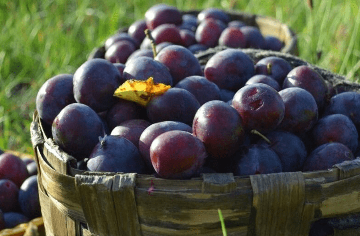 Очистить кишечник, омолодить шкіру, зміцнить серце: 7 причин їсти сливу щодня!