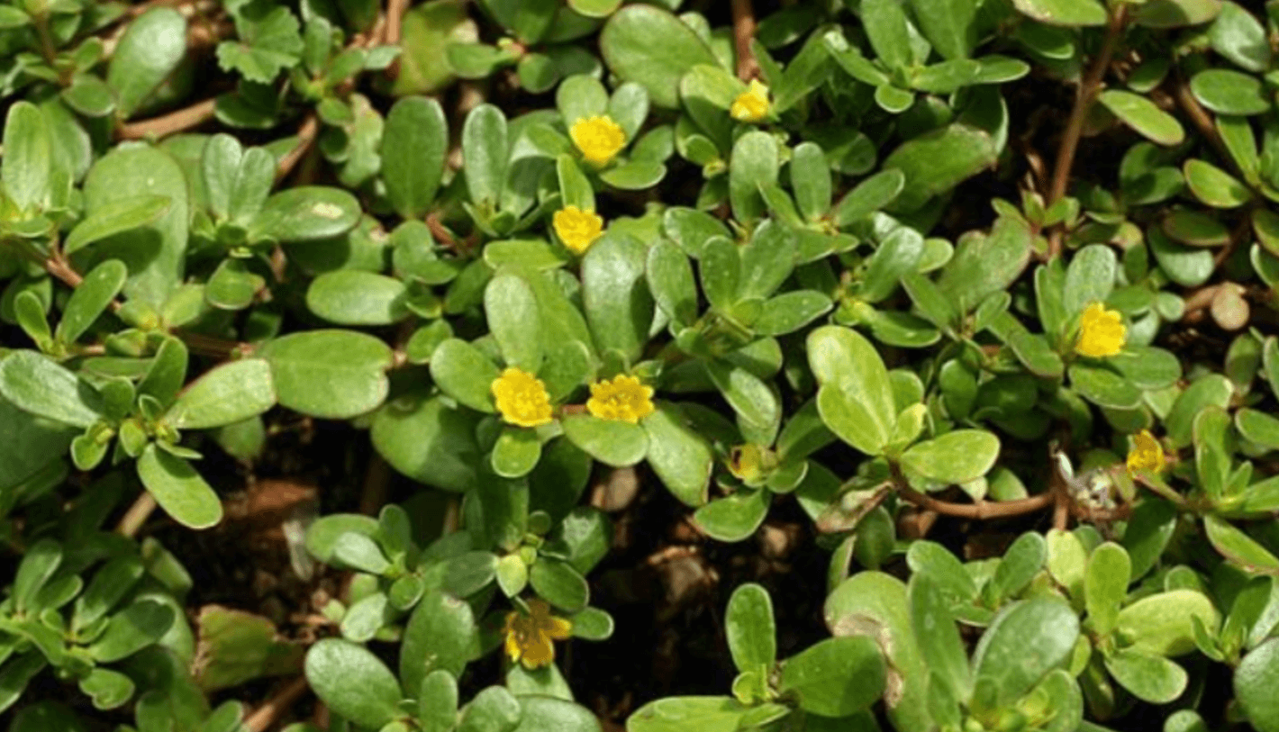 Ви будете вражені! Шокуюча правда про Портулак! Справжній еліксир молодості та здоров'я