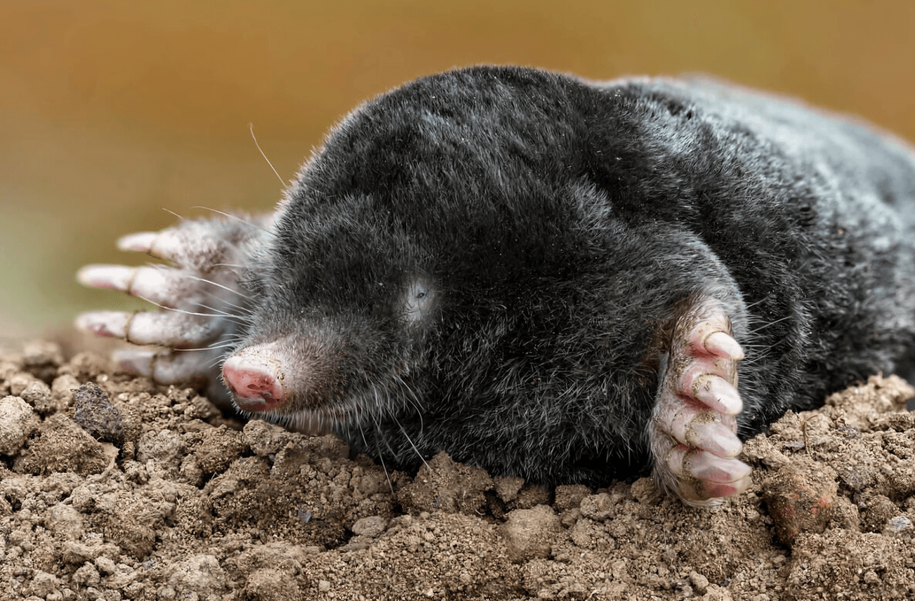 Як боротись з кротами на городі: ефективні методи та народні засоби