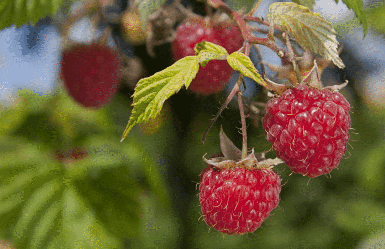 Обрізка малини в серпні: зробіть це зараз, і малина родитиме вдвічі краще