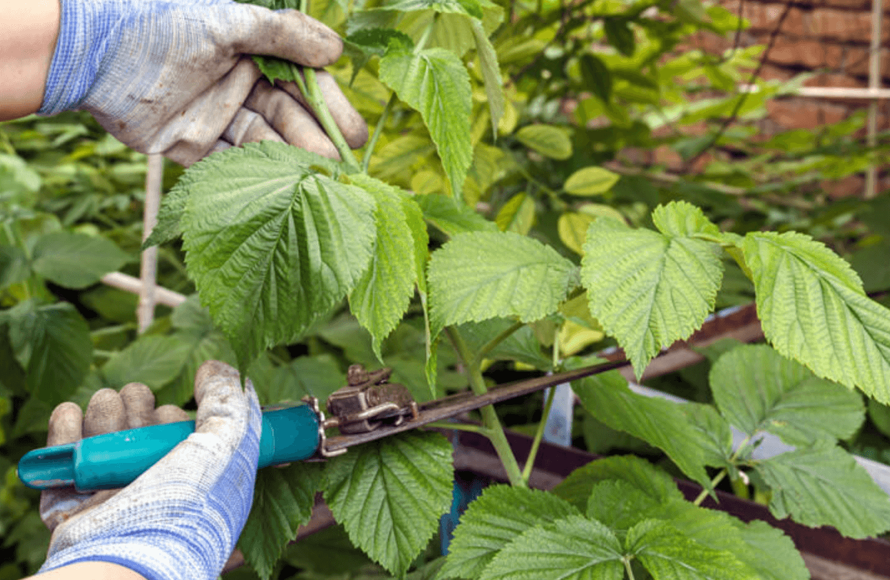 Обрізка малини в серпні: зробіть це зараз, і малина родитиме вдвічі краще