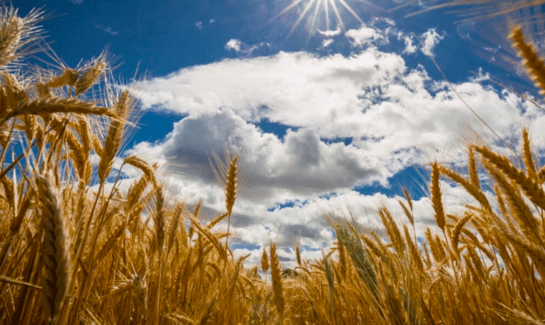 Не проґав серпень! Що посадити, чим підживити і що приготувати! Покроковий план тут!