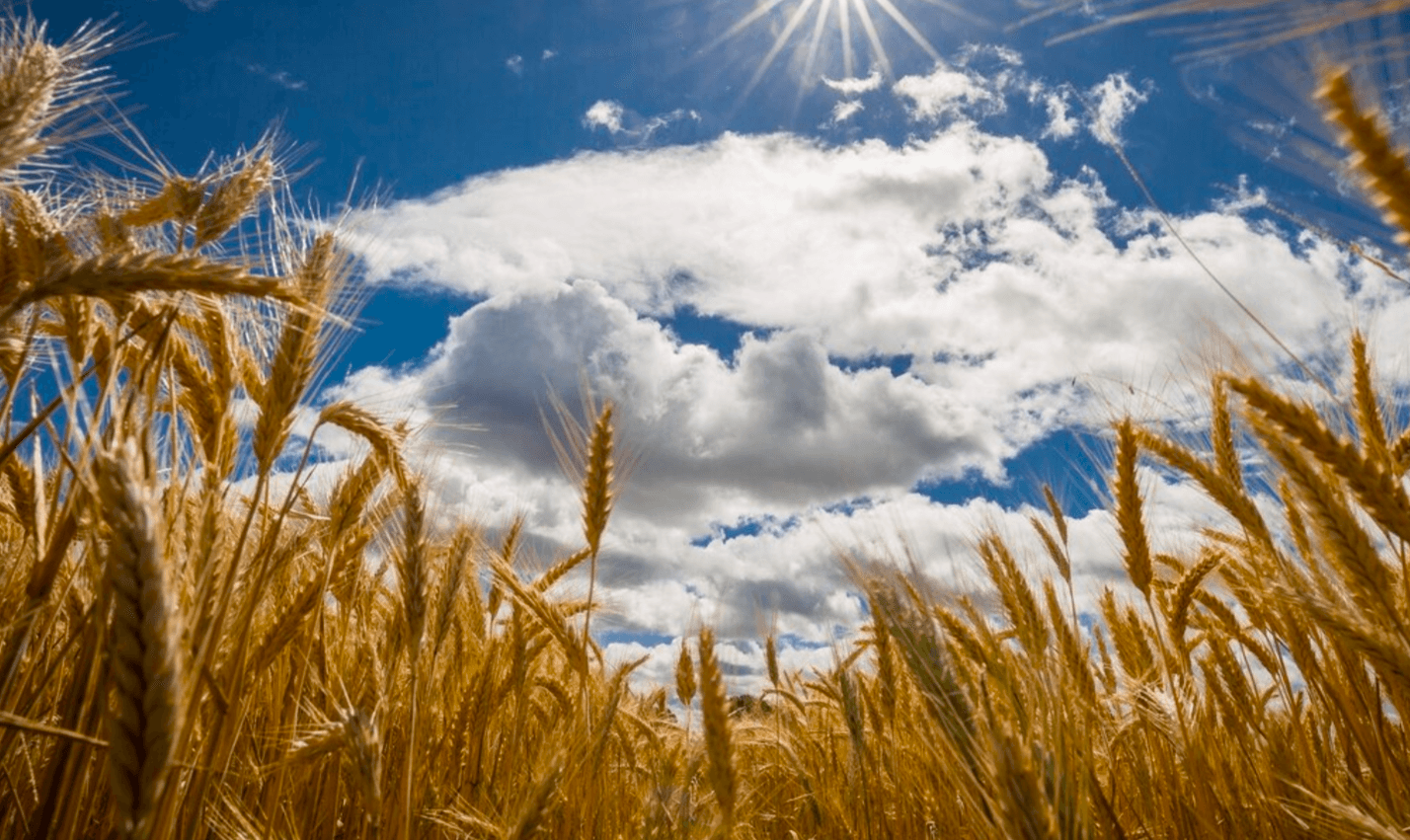 Не проґав серпень! Що посадити, чим підживити і що приготувати! Покроковий план тут!