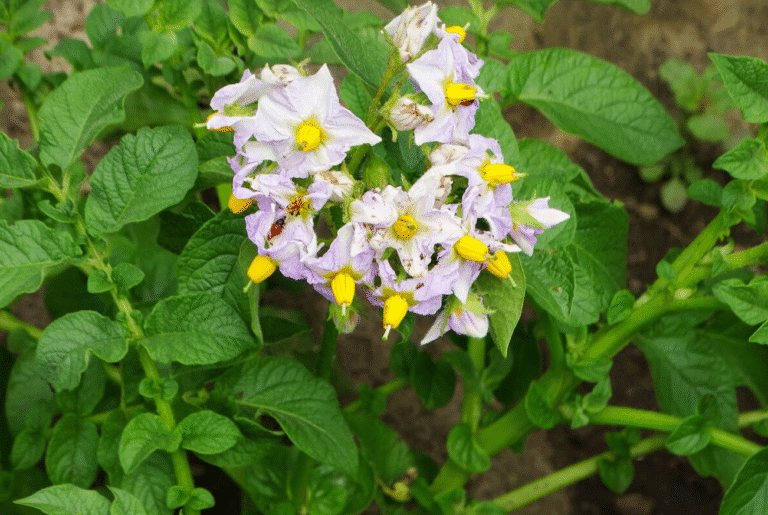 Чому картопля цвіте вдруге: що це означає і чи варто хвилюватися