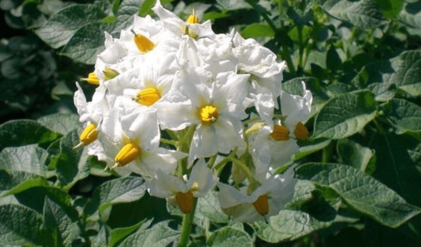 Чому картопля цвіте вдруге: що це означає і чи варто хвилюватися