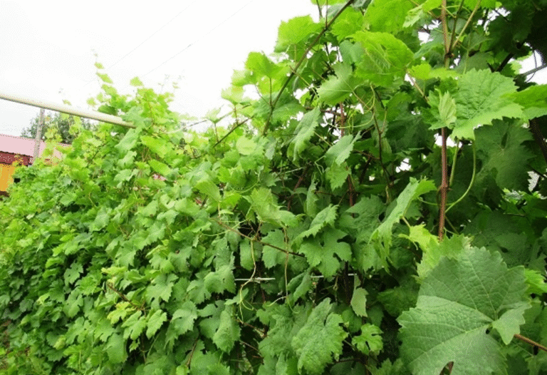 Серпень вирішує все: секрети щедрого врожаю винограду, про які мовчать досвідчені виноградарі