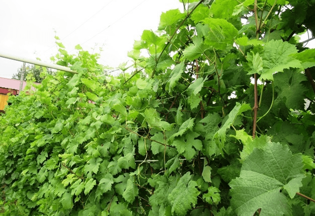 Серпень вирішує все: секрети щедрого врожаю винограду, про які мовчать досвідчені виноградарі