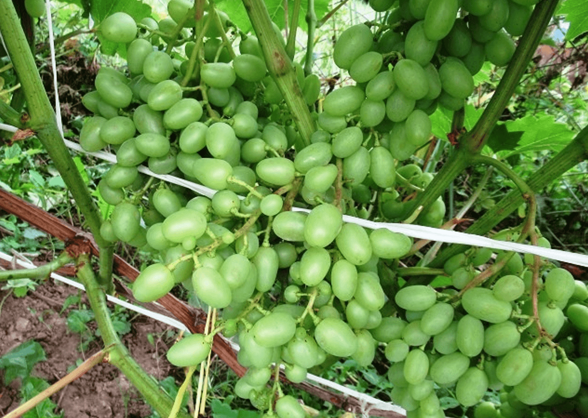 Серпень вирішує все: секрети щедрого врожаю винограду, про які мовчать досвідчені виноградарі