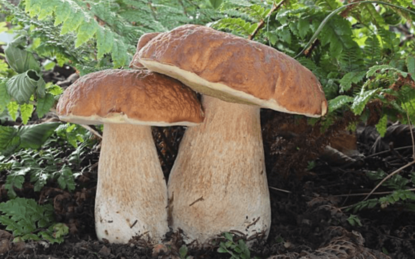 Календар грибника: коли і які гриби збирати в Україні