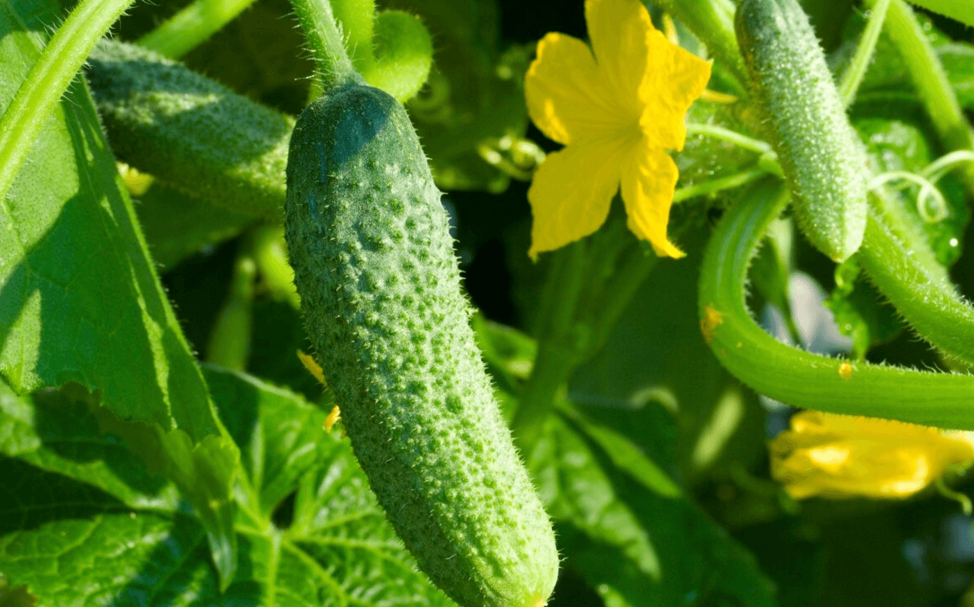 Чому гірчать огірки: 7 головних причин і як цього уникнути