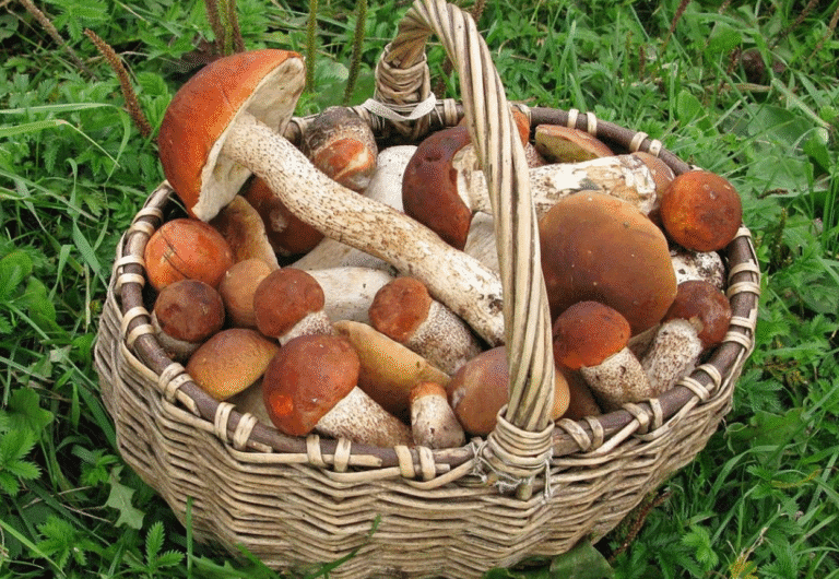 Календар грибника: коли і які гриби збирати в Україні